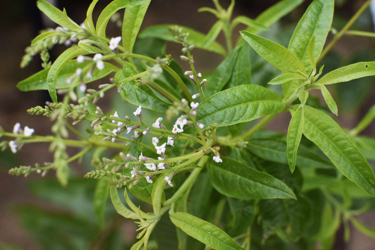 Lemon Verbena Plant