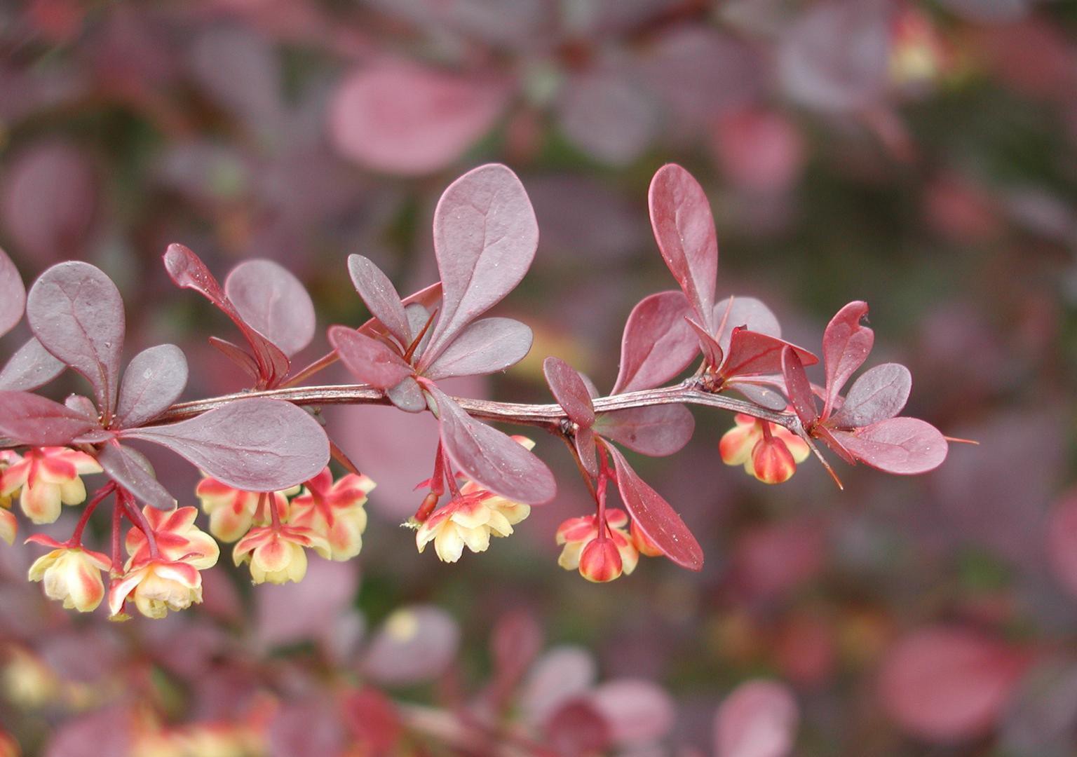 Japanese Barberry Plant