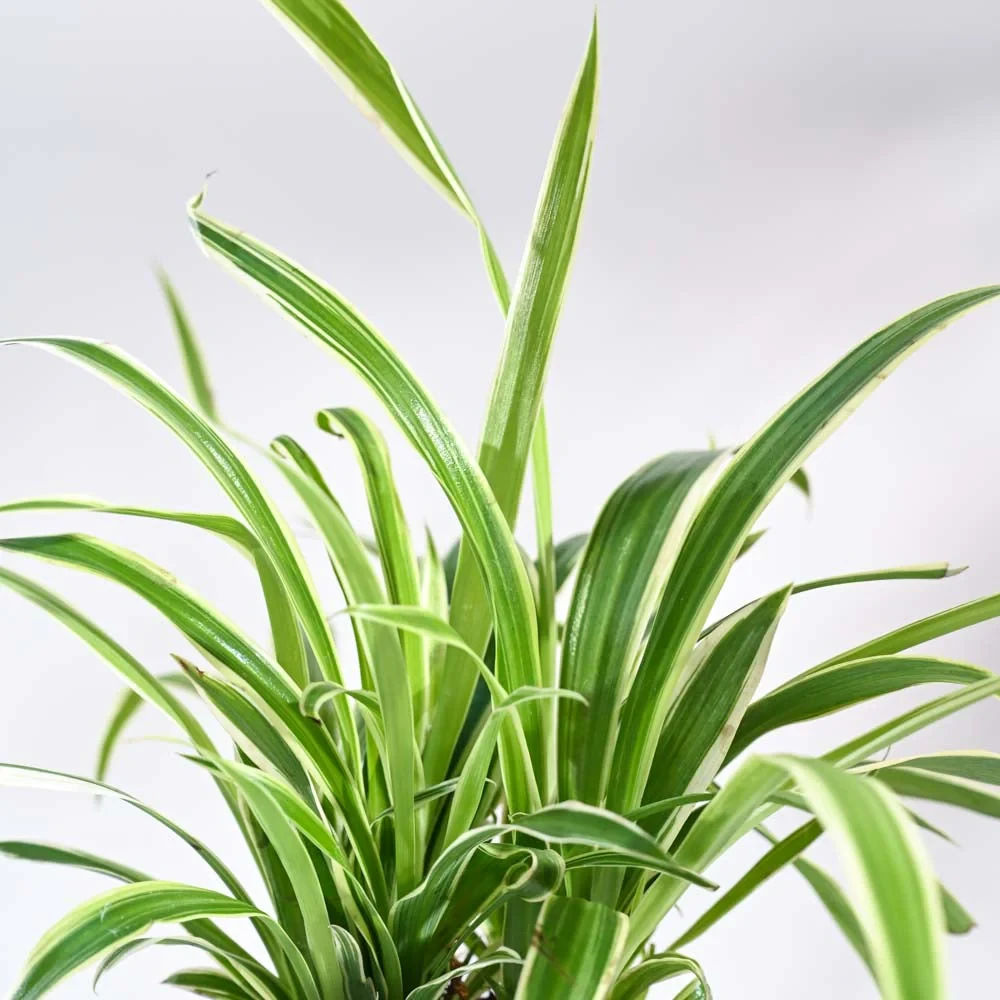 Indoor Plants
