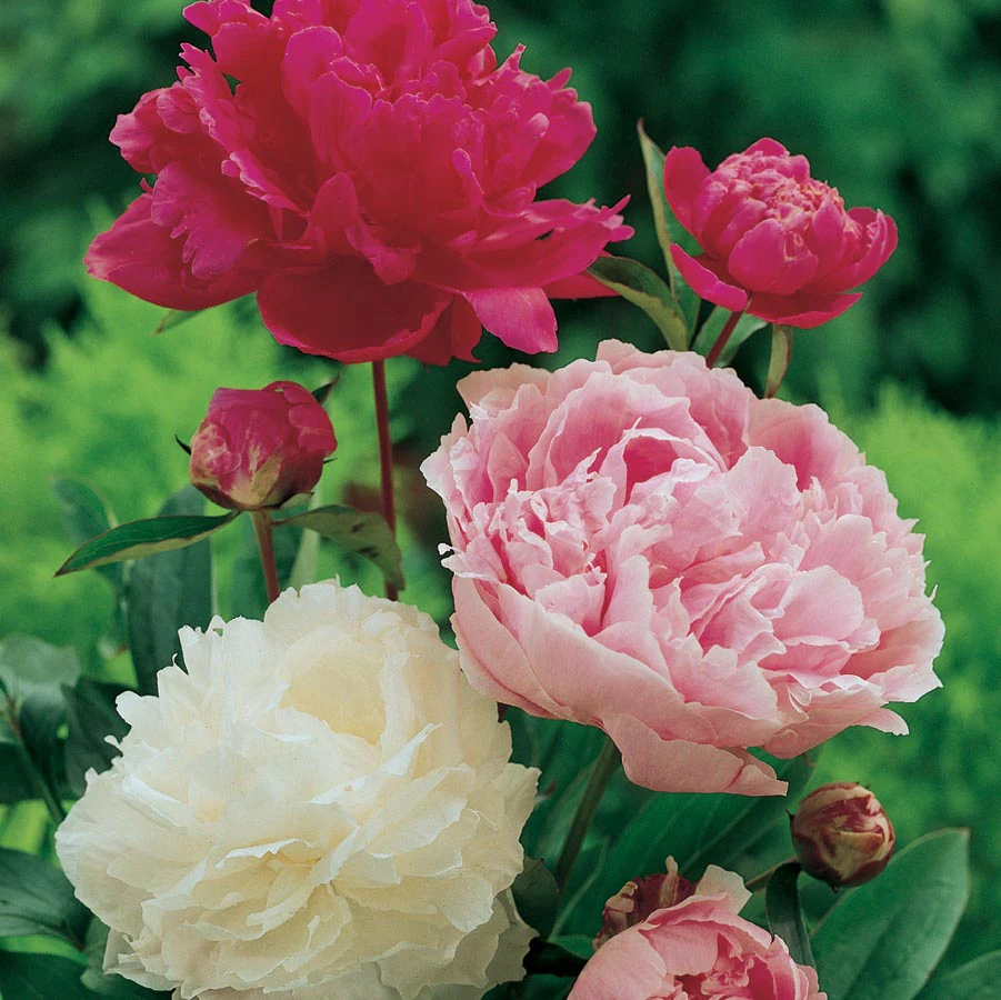Tree Peony Plant | Big | Paeonia Suffruticosa | Any Color