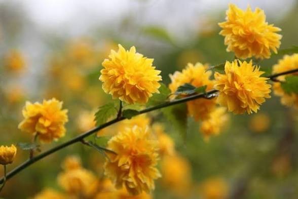 Double Japanese Kerria Plant (Kerria japonica Pleniflora) - Yellow Flowering Shrub - Japanese Rose