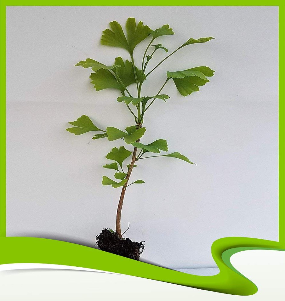 Ginkgo Biloba