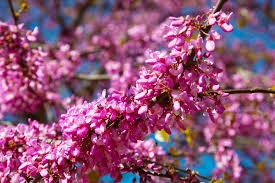 Rare Pink Judas Tree - Bare-Bark Blooming Ornamental Plant