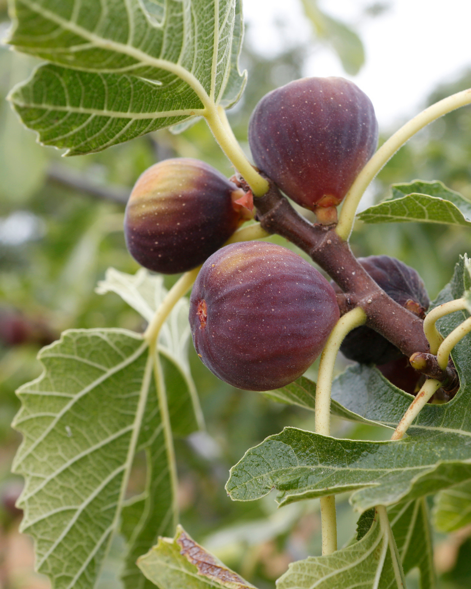 Fig Fruit Plant | Anjeer Fruit Plant