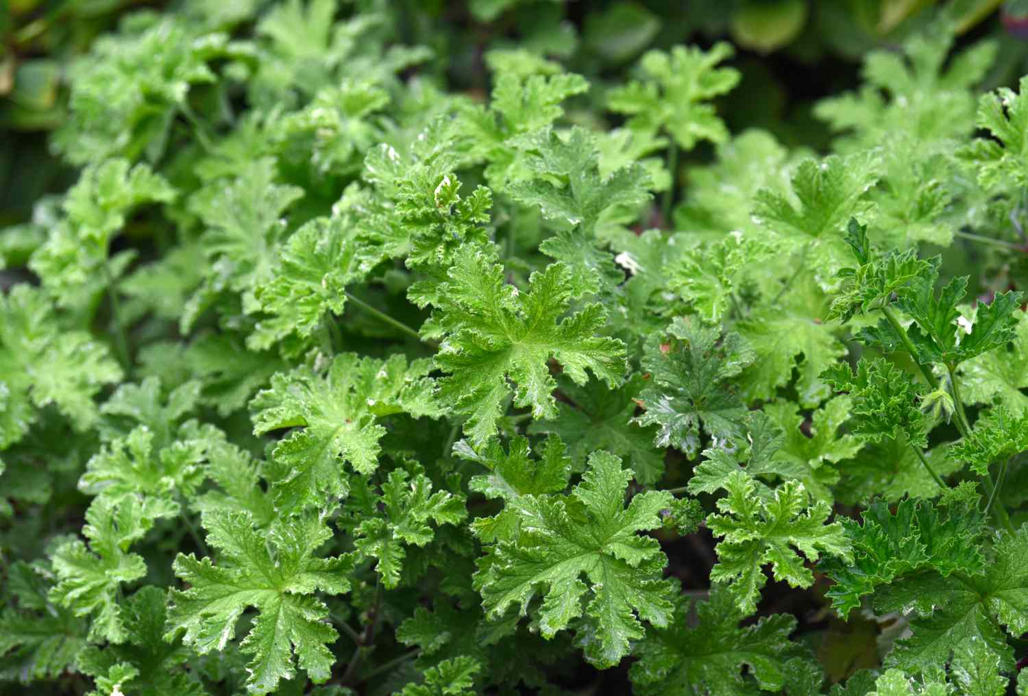 Scented Geranium