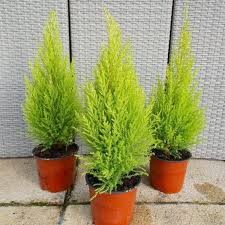 Aromatic Lemon Cypress  - Bright Yellow Evergreen Shrub - Fresh Citrus Scent