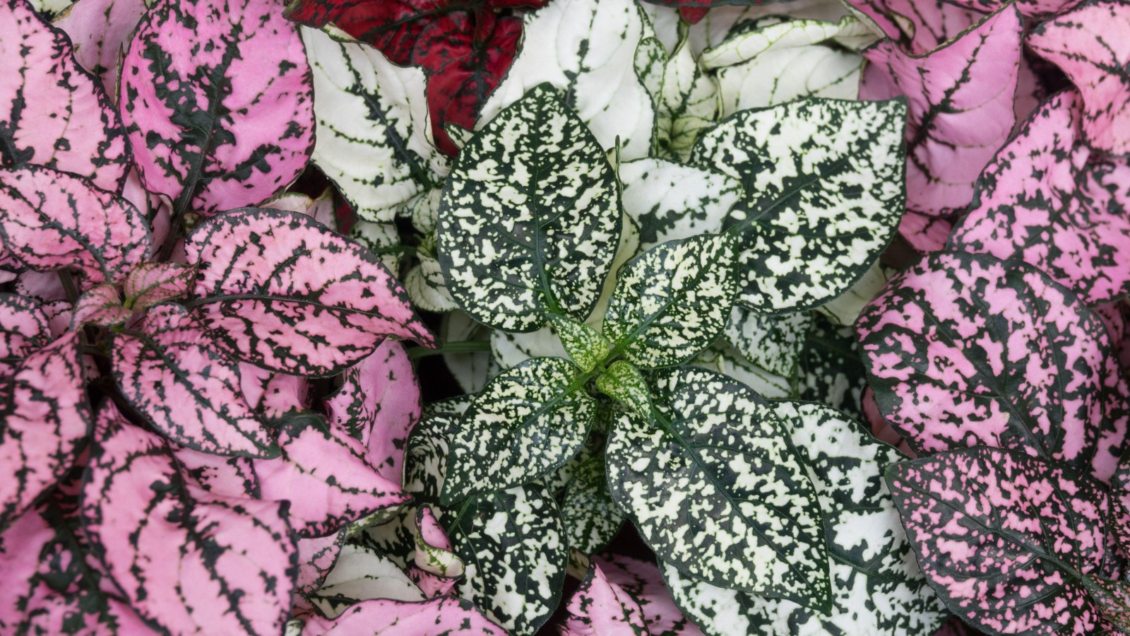Polka Dot Plant