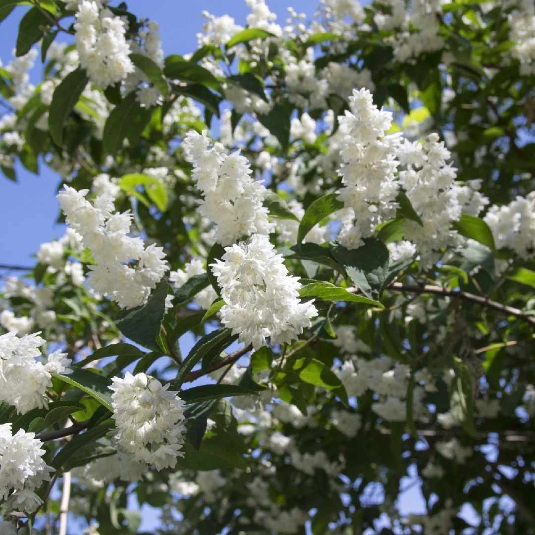 Fuzzy Pride of Rochester Plant