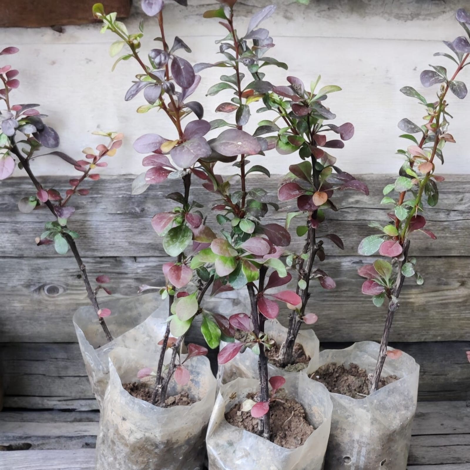 Japanese Barberry Plant