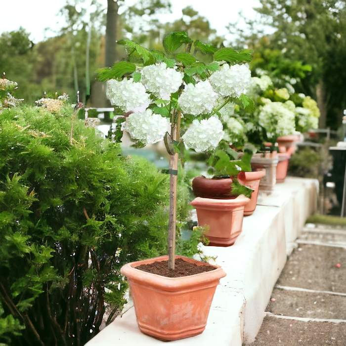 Snowball Plant