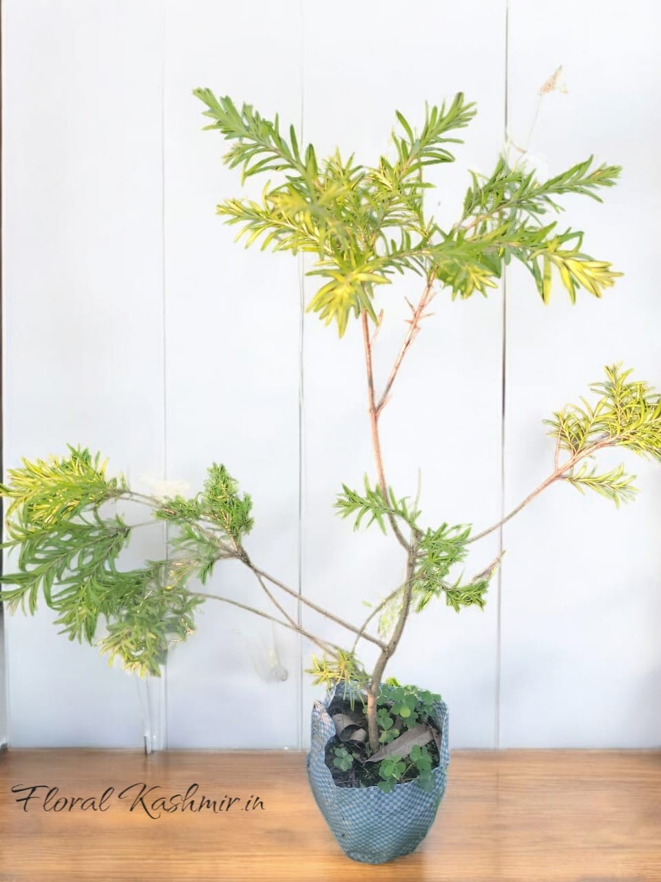 Tea Tree Plant