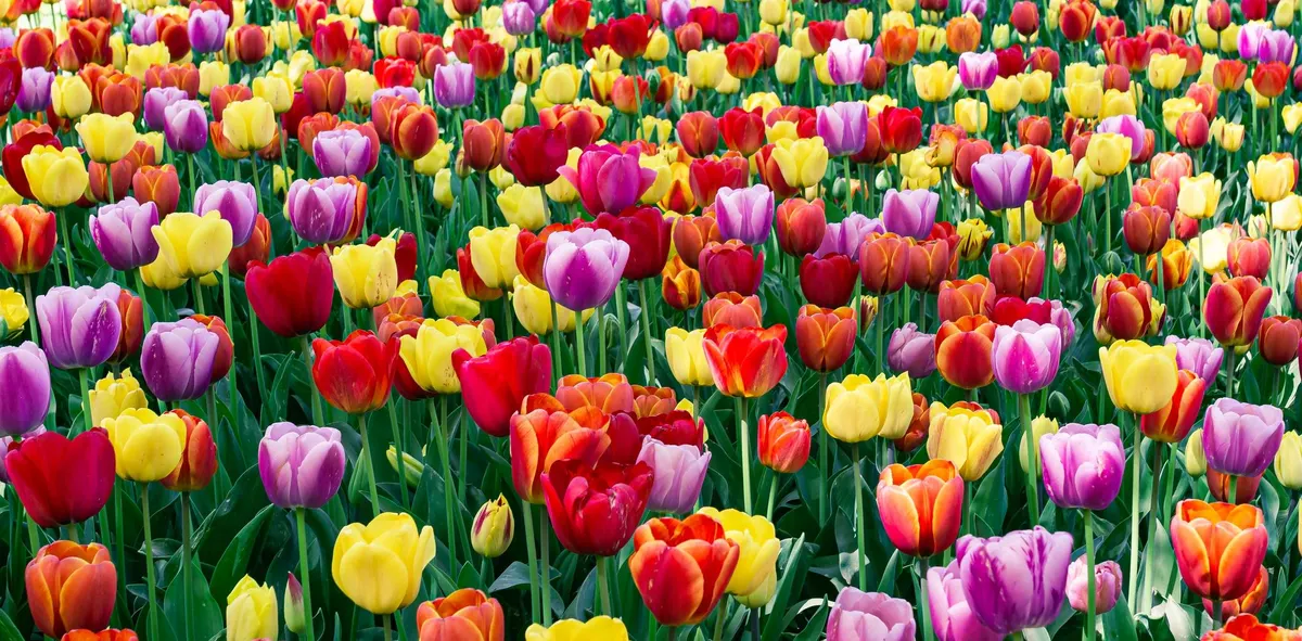 Tulip Bulbs (Random Color)