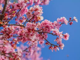 Japanese Cherry Blossom Plant  | Sakura Plant