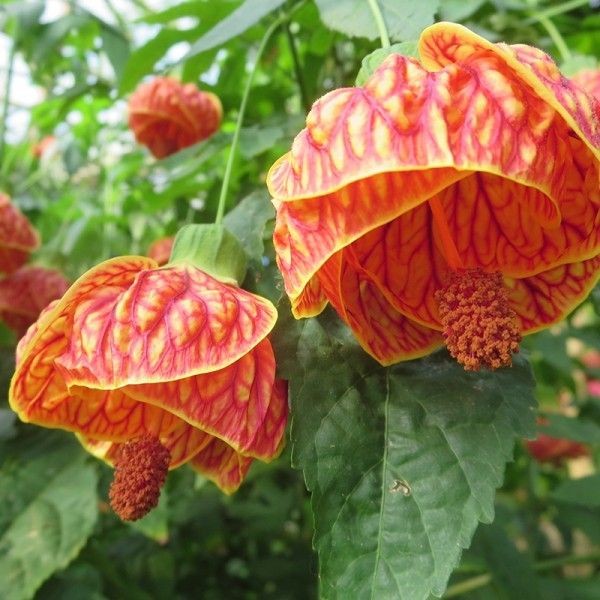 Abutilon | Chinese Lantern | Flowering Maple Plant