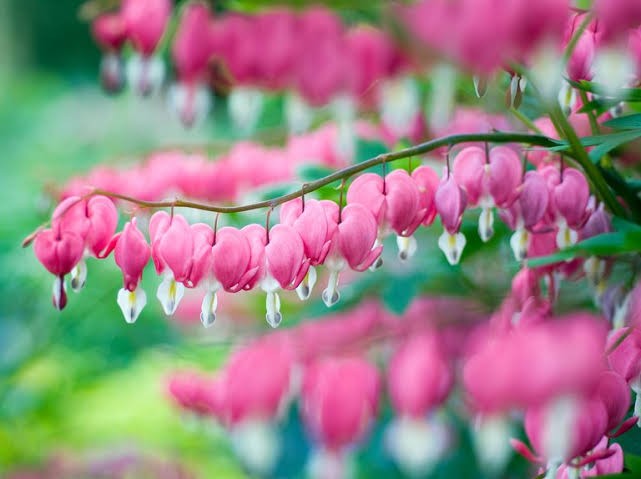 Bleeding Heart Plant | Pink | Lamprocapnos Spectabilis