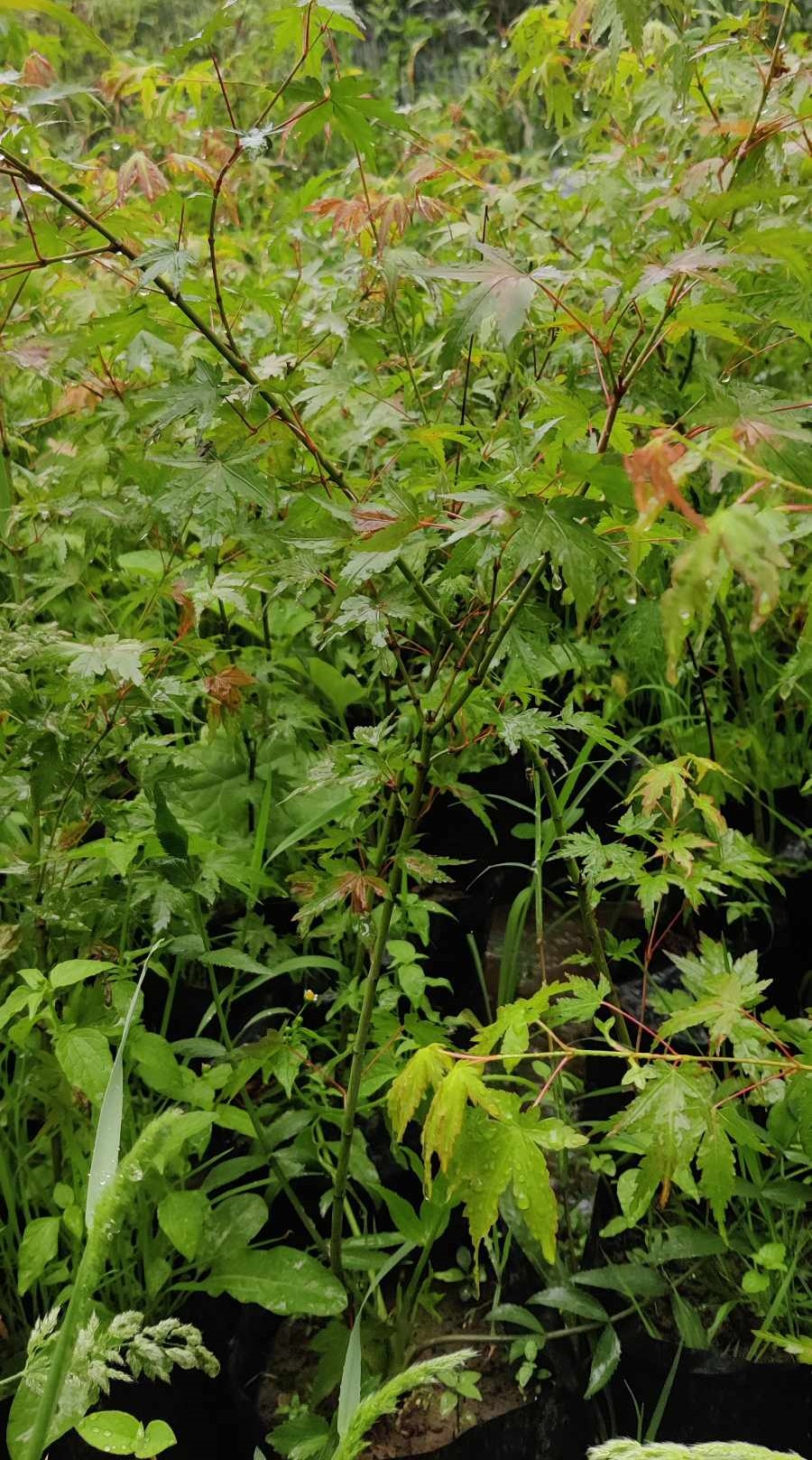 Green Leaf Japanese Maple