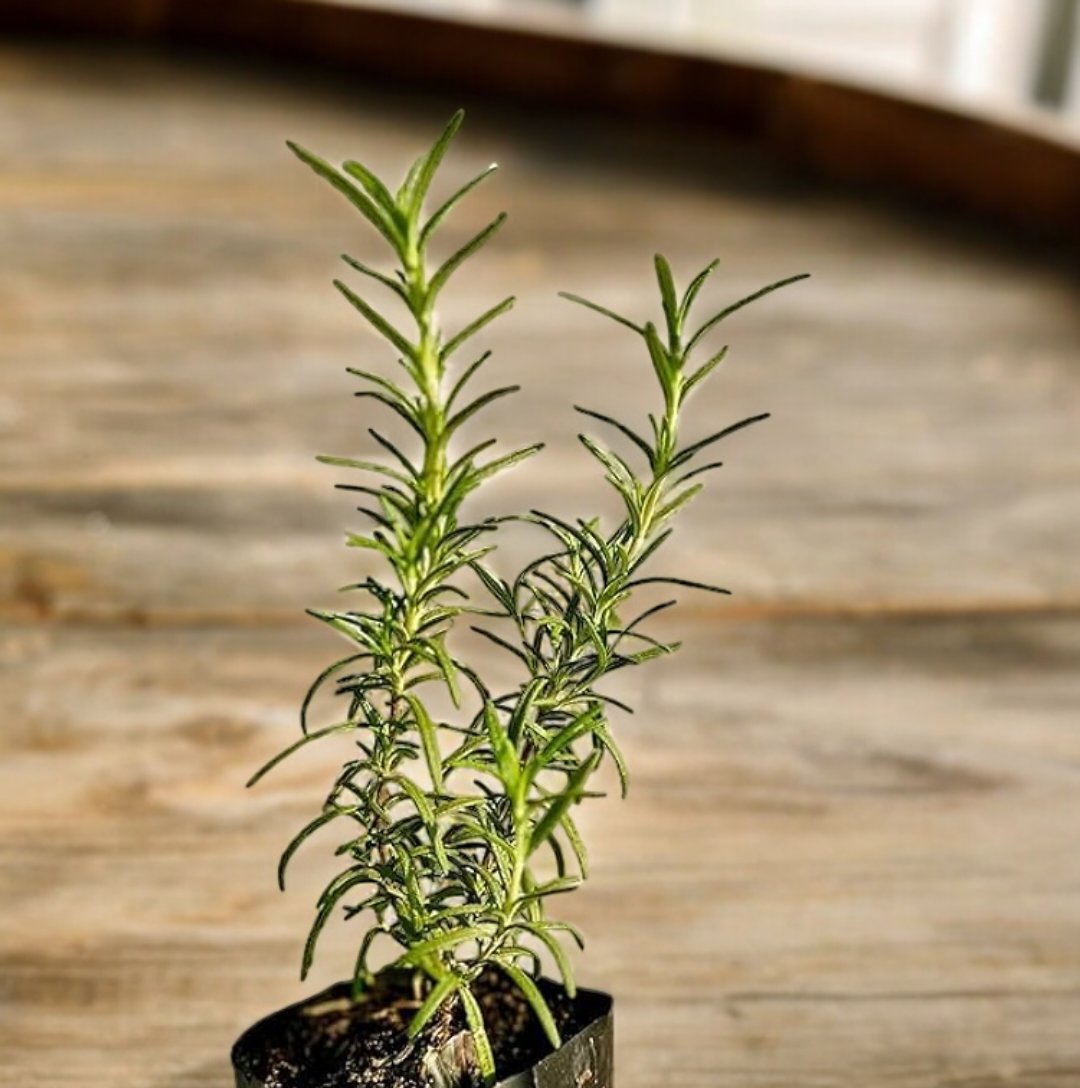 Rosemary Plant