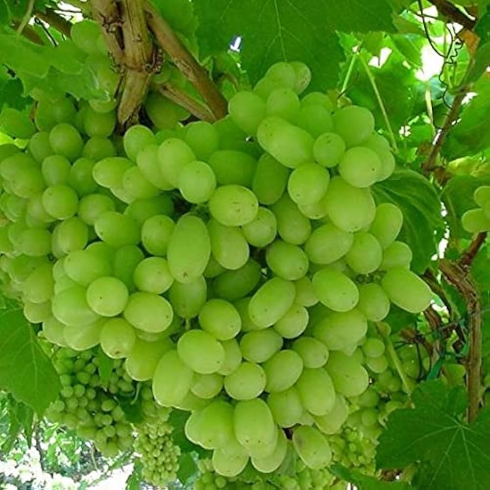Thompson Seedless Grape Vine - Live Sweet Green Fruit Plant