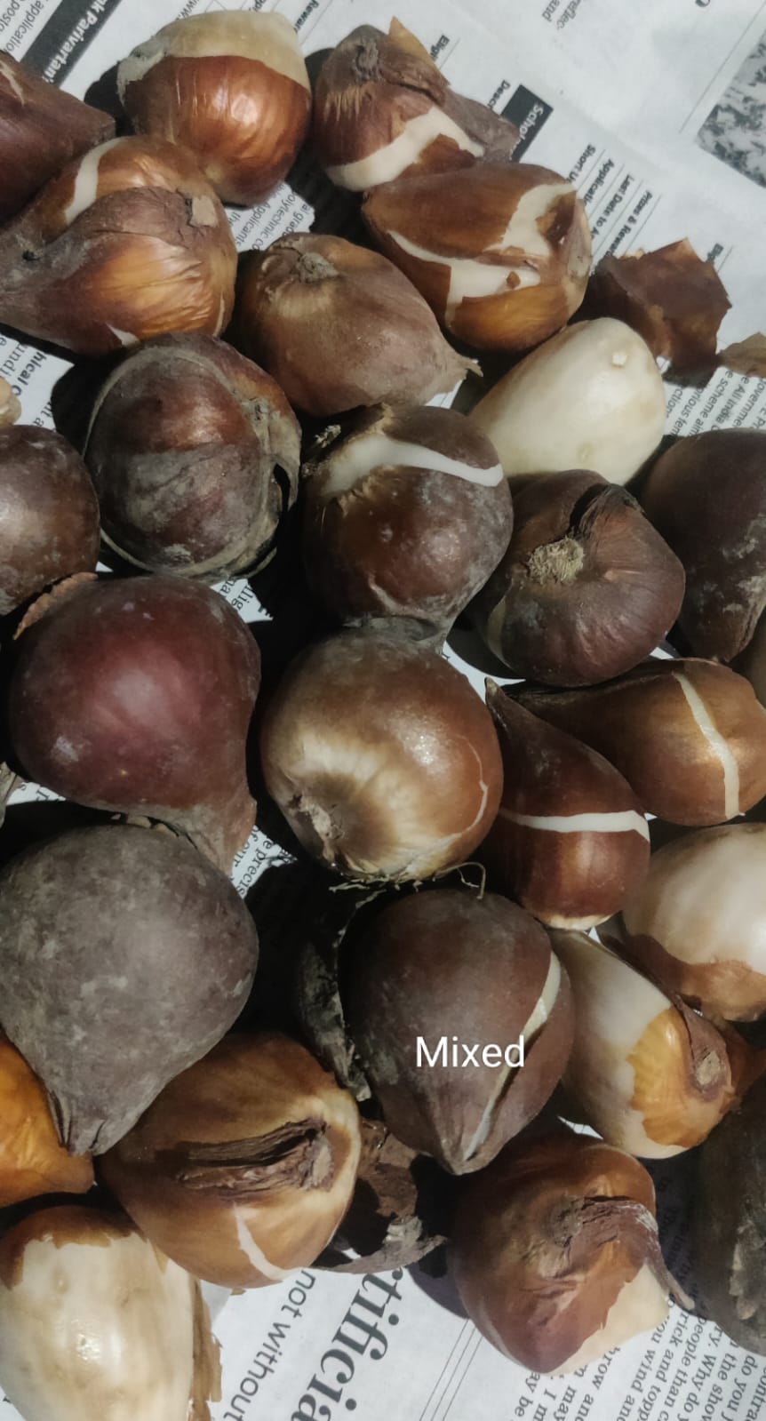 Tulip Bulbs (Random Color)