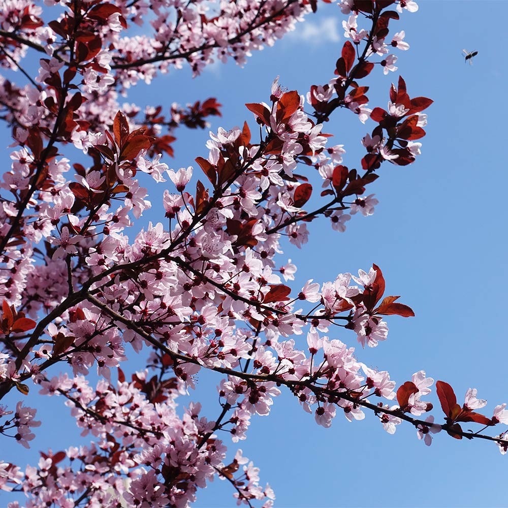 Premium Ornamental Plum - The Ultimate Deep Purple Statement Tree