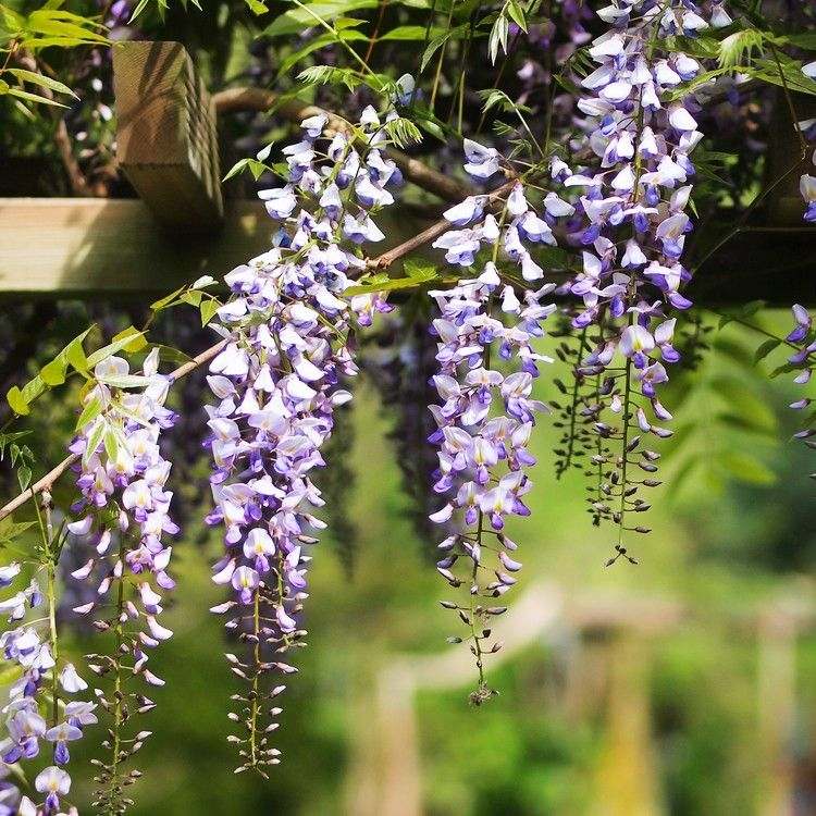 Wisteria Plant