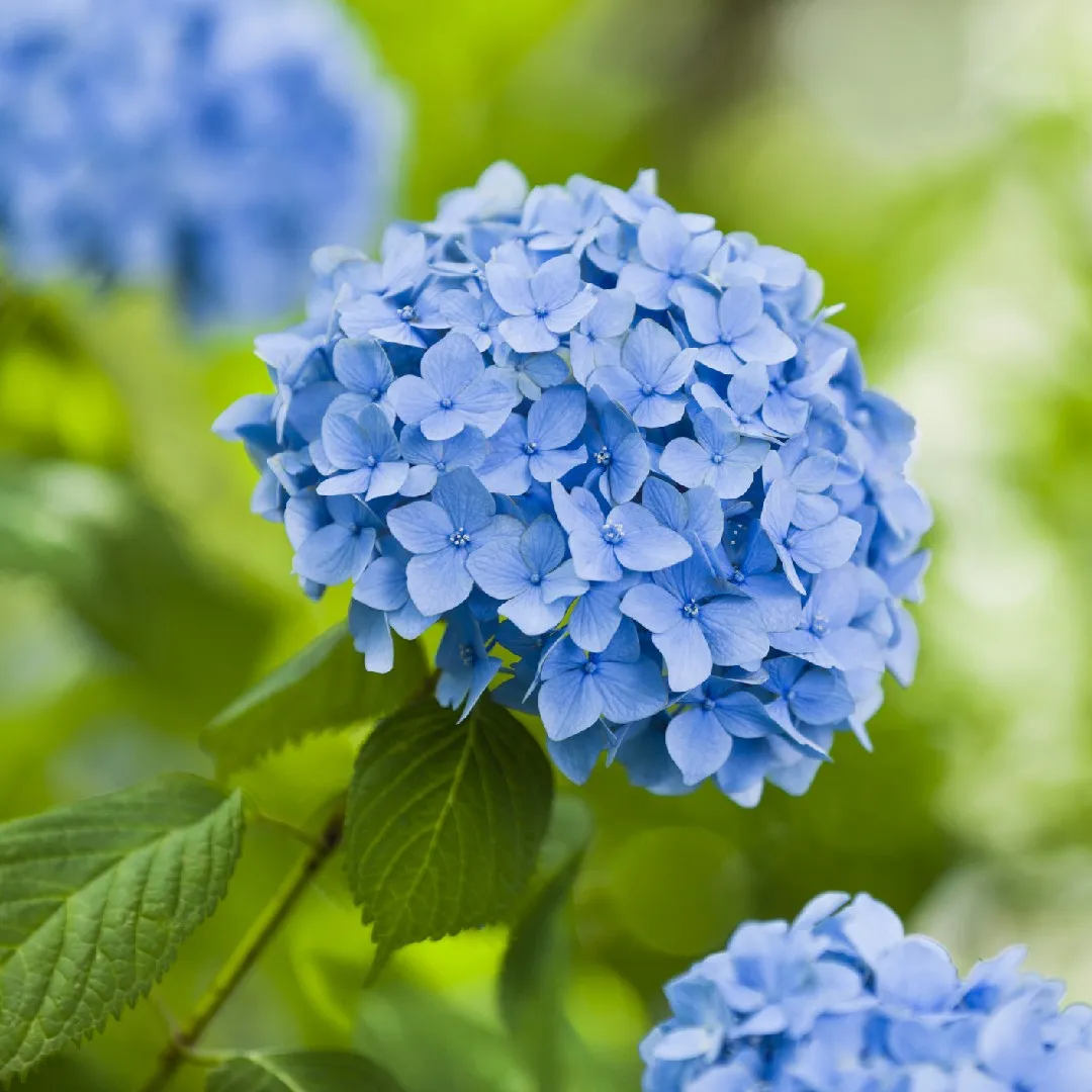 Hydrangea Plant (Any Color)