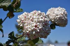 Koreanspice Viburnum Plant - Highly Fragrant Spring Blooms