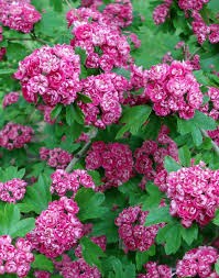 Flowering Ornamental Hawthorn - The Ultimate Spring Centerpiece for Your Garden