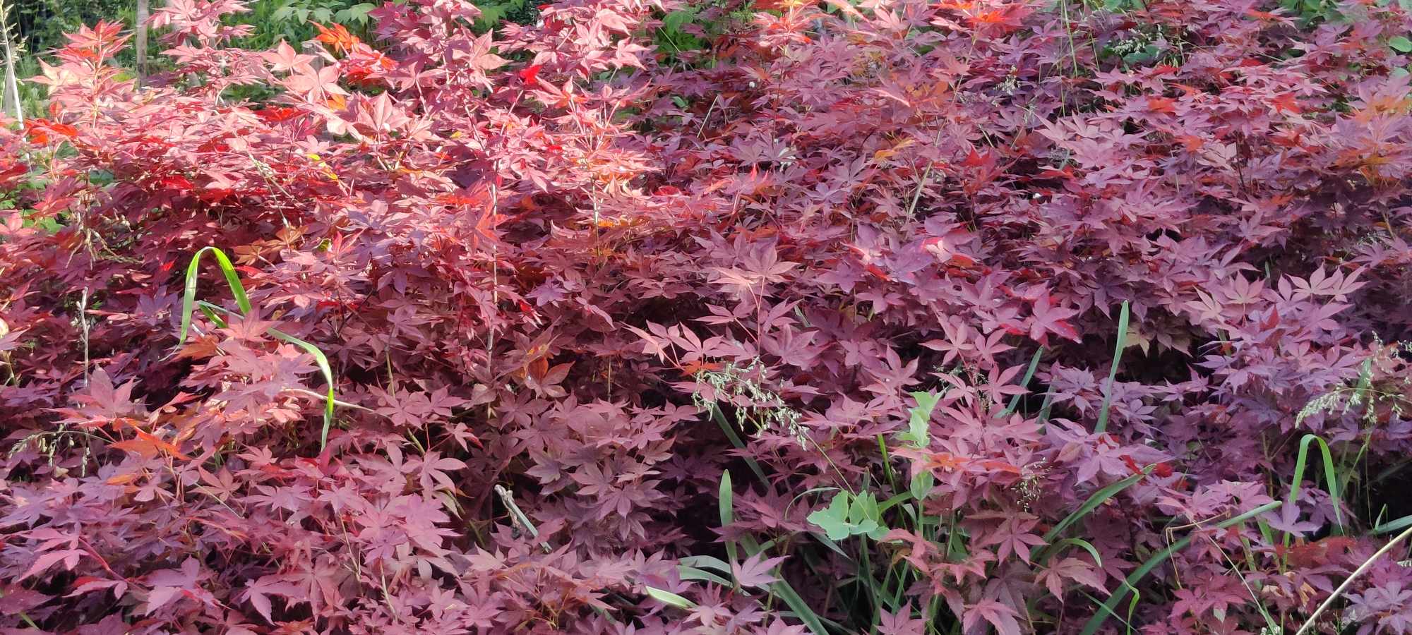 Japanese Red Maple Plants