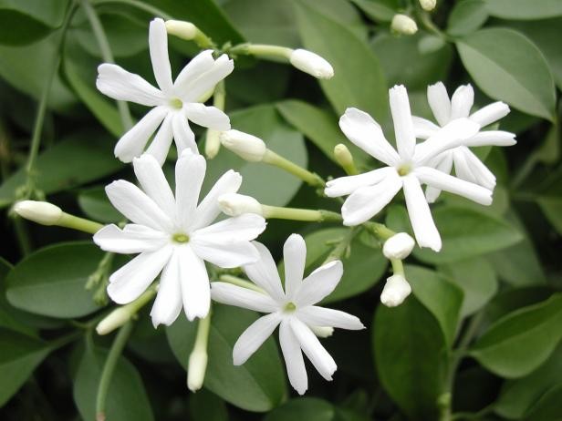 Scented Plants