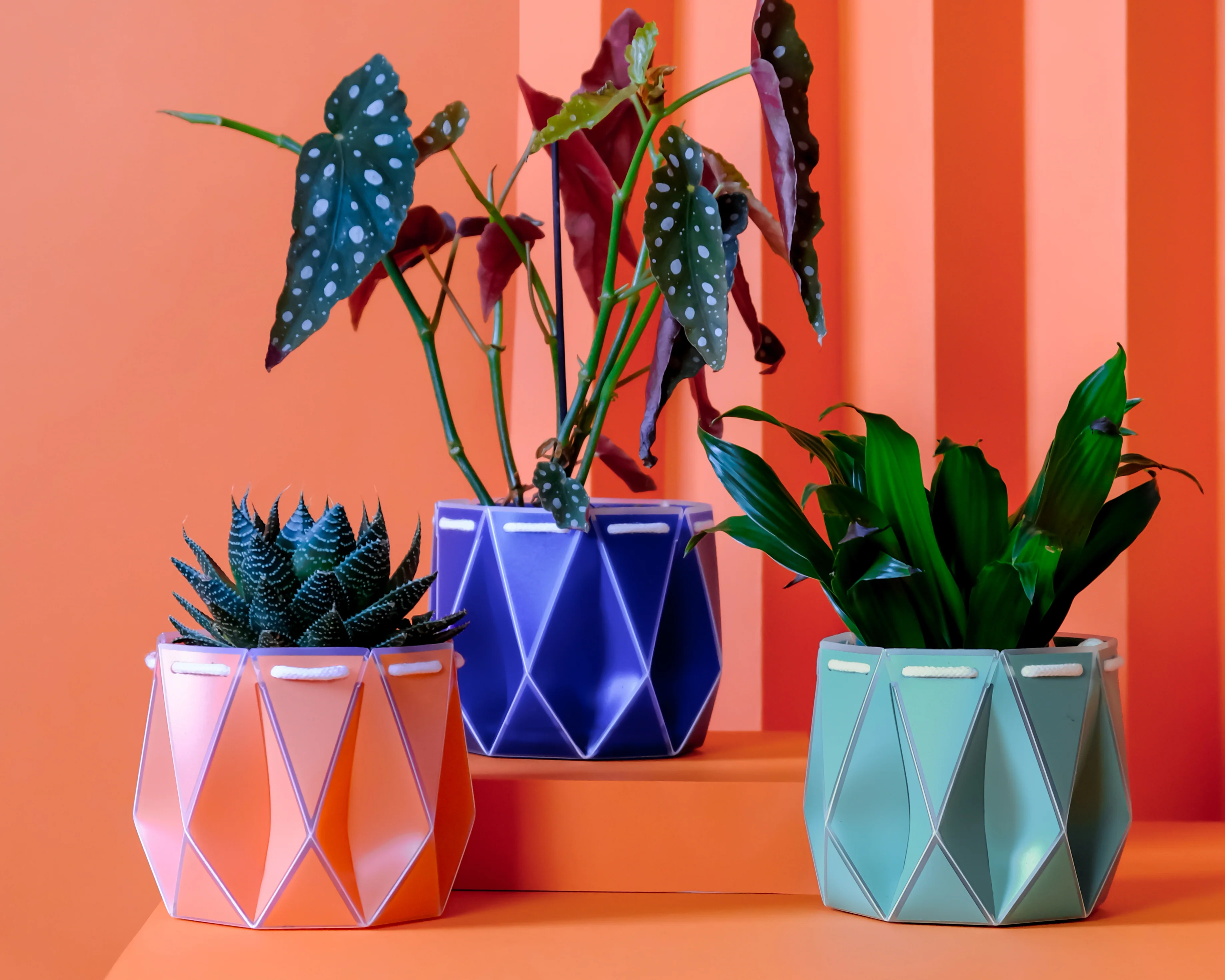 Pots And Trays