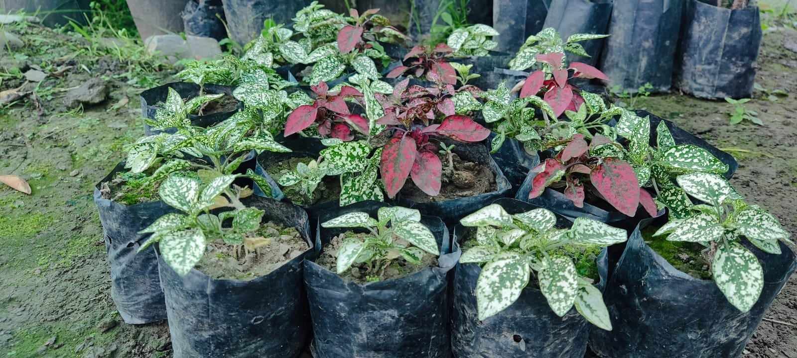 Polka Dot Plant