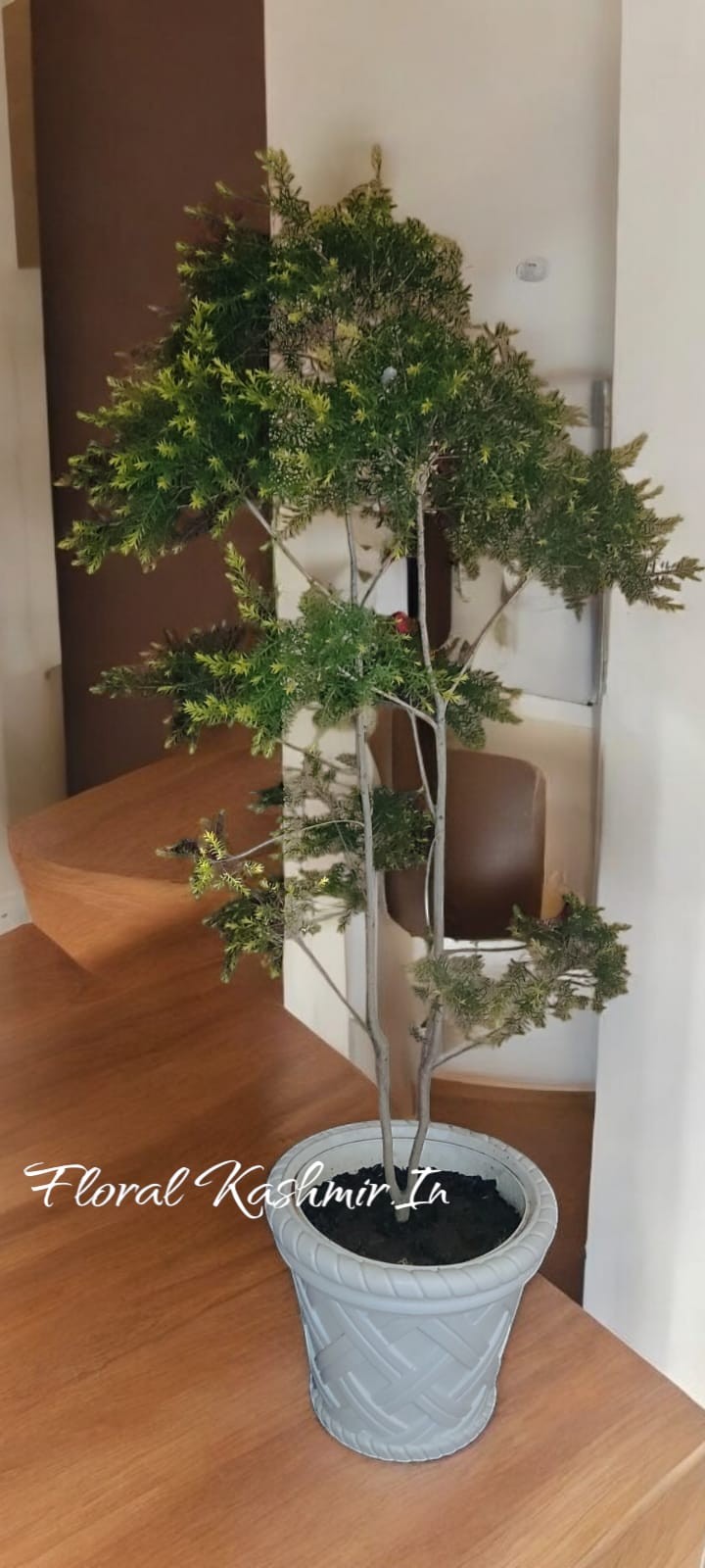 Tea Tree Plant