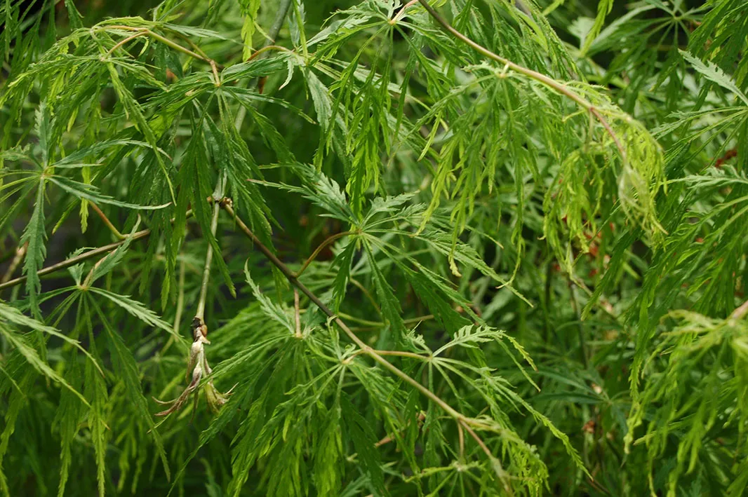 Green Lace Leaf Japanese Maple Plant | Acer Palmatum Dissectum