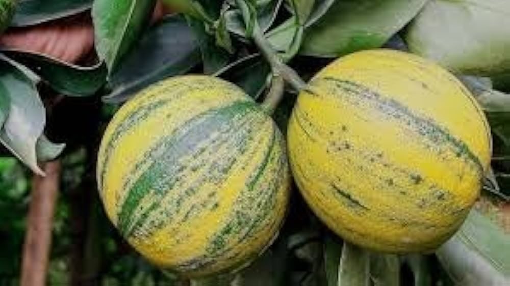 Rare Variegated Malta Orange - Fast-Fruiting Striped Citrus Plant