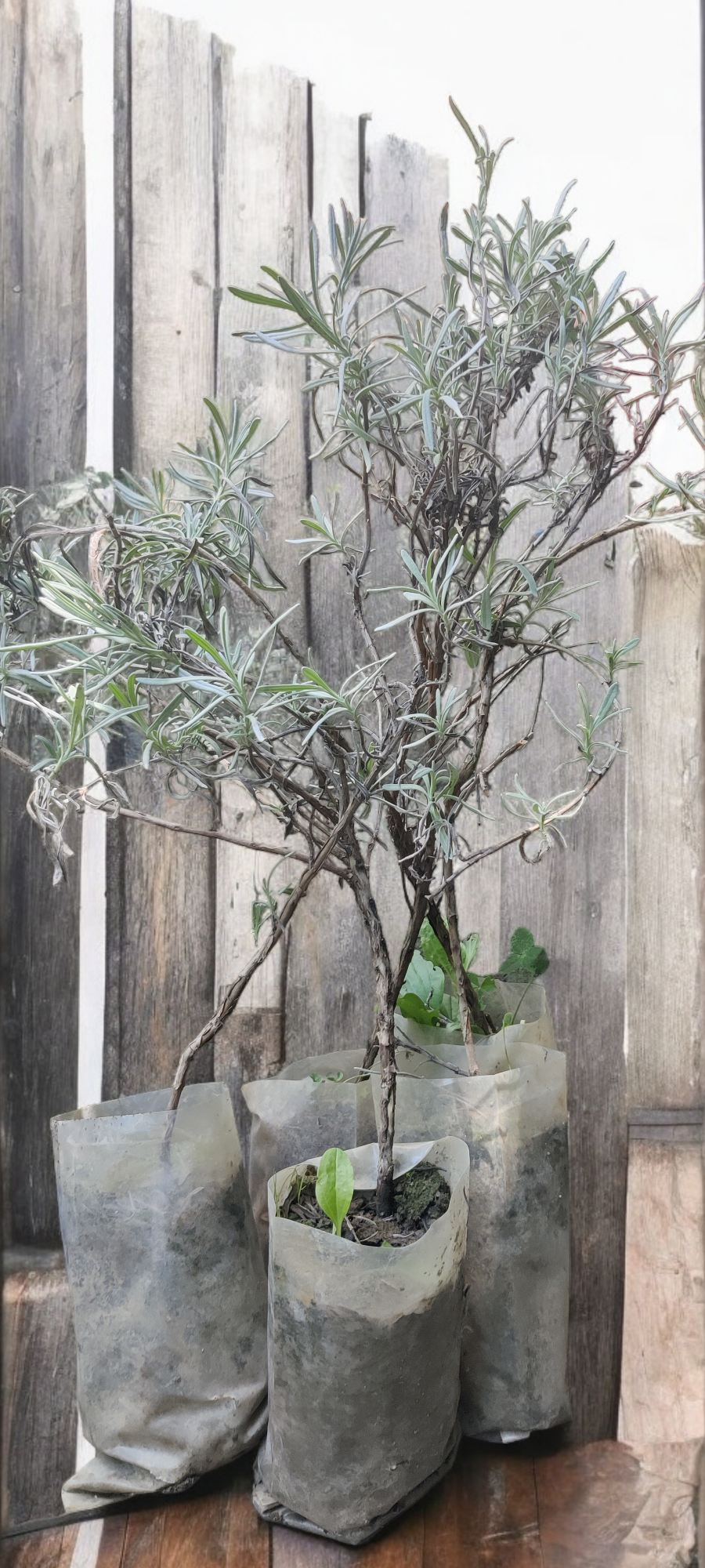 Lavender Plant