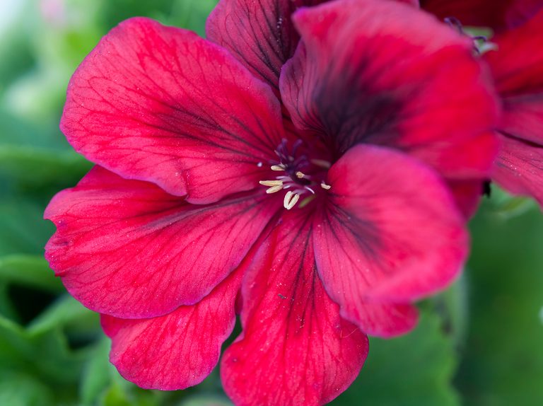 Regal Pelargonium Plant | Any Color