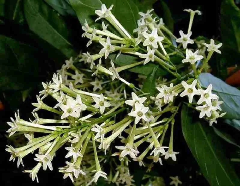 Raat Ki Rani | Night Blooming Jasmine Plant Small