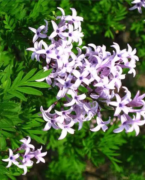 Cutleaf Lilac Plant | Syringa laciniata | Sweet Spring Fragrance & Exotic Feathery Foliage