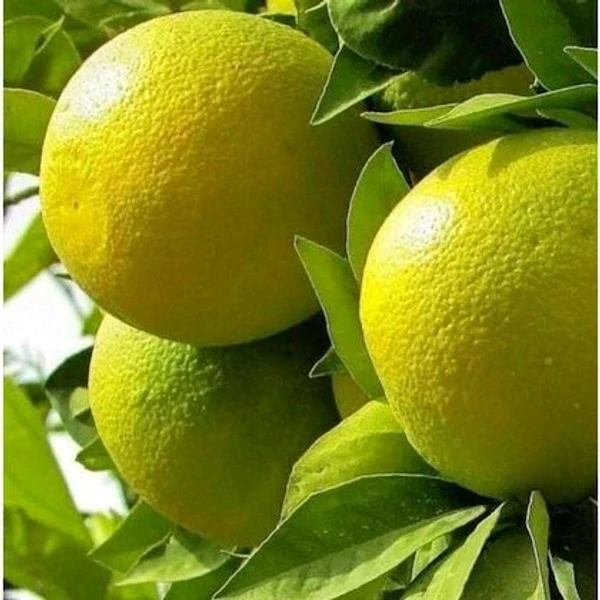 Vietnam All Time Malta Plant