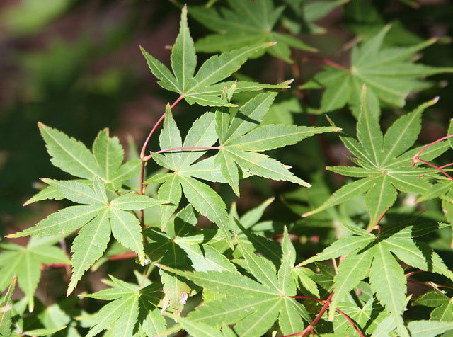 Green Leaf Japanese Maple