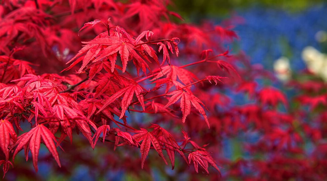 Japanese Red Maple Plants