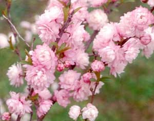 Double Pink Flowering Almond Plant
