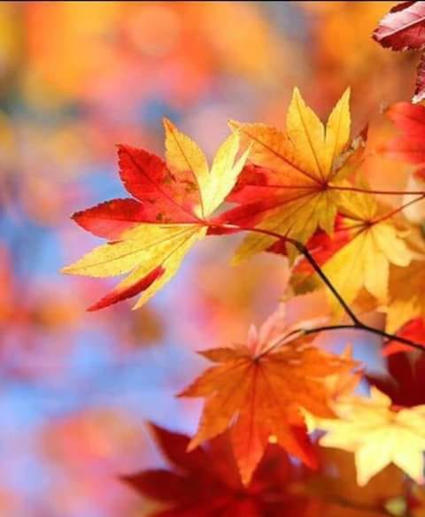 Chinar Plant | Platanus Orientalis