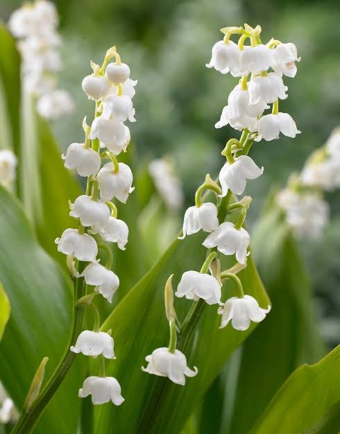 Lily Of The Valley