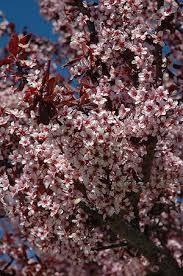 Premium Ornamental Plum - The Ultimate Deep Purple Statement Tree