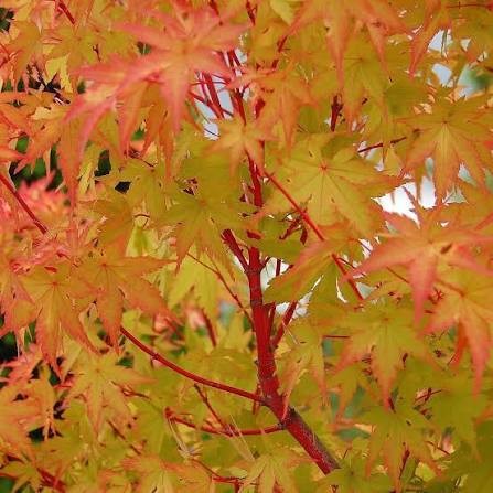 Coral Bark Japanese Maple ‘Sango Kaku’ – Acer palmatum with Vibrant Red Bark | Premium Ornamental Tree India | Floral Kashmir
