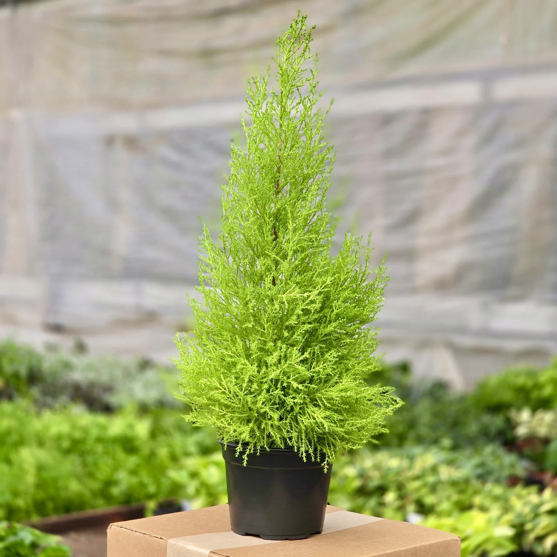 Aromatic Lemon Cypress  - Bright Yellow Evergreen Shrub - Fresh Citrus Scent
