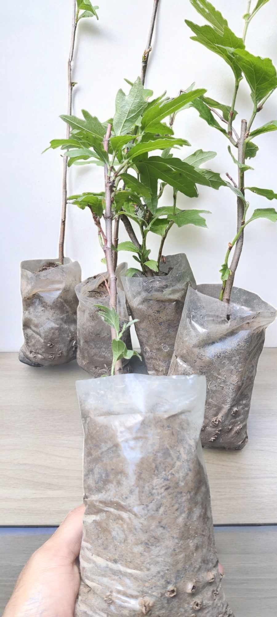 Chinar Plant | Platanus Orientalis