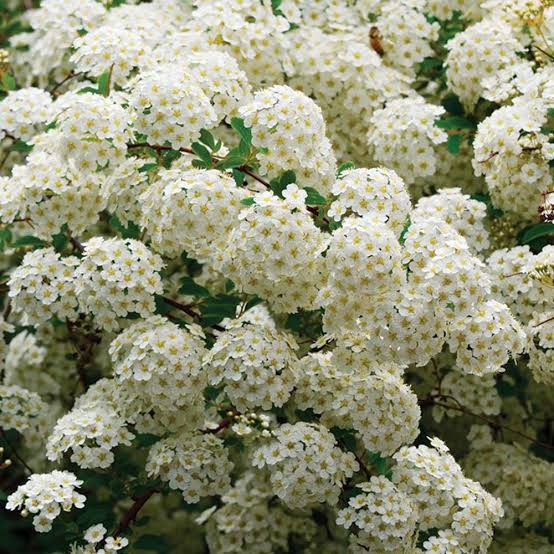 Bridal Wreath Spirea
